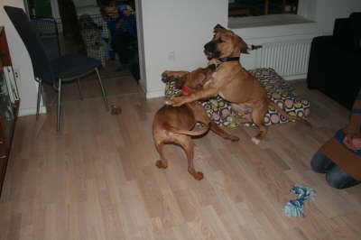Humle og Smilla 016