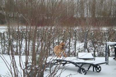 Humles første sne 022